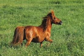 What Is The Difference Between A Miniature Horse And A Pony Things To Consider With Minis In 2020 Miniature Horse Horses Horse Farms