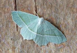 Maybe you would like to learn more about one of these? What Is The Spiritual Meaning Of Moths Sodalite Minds