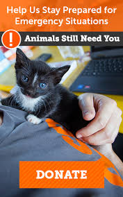 Spayed animals no longer feel the need to roam to look for a mate. Nyc Mobile Spay Neuter Clinic Calendar Vaccine Aspca