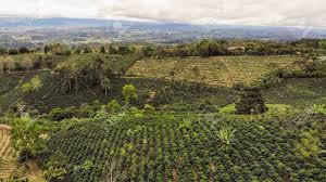 Costa rican coffee plantation getaway for two. Aerial View Of Coffee Plantation In San Vito Costa Rica Stock Photo Picture And Royalty Free Image Image 136641038