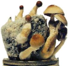 The Magic Mushroom Growers Guide
