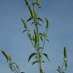 Image result for Cantinoa americana