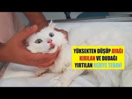 Yuksekten Dusup Ayagi Kirilan Ve Dudagi Yirtilan Kediye Tedavi Youtube