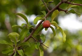 Image result for Ximenia afra