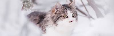 If i were a cat, i would catch a rat. How To Understand If Your Cat Is Cold Schesir