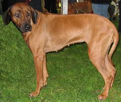 Rhodesian ridgeback puppies and breeding advice from peter nicholson, one of the countries leading experts, crufts best of breed winner and championship show judge of rhodesian ridgebacks. Philippines Rhodesian Ridgeback Breeders Grooming Dog Puppies Reviews Articles Muamat