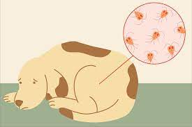 Jul 17, 2021 · how bad is giardia for your dog? Does Your Dog Have Giardia Get The Facts On Symptoms Treatments Daily Paws