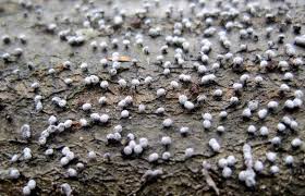 Image result for Melanospermum