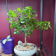 Image result for Ehretia obtusifolia