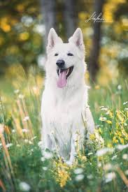 weisser schweizer schaferhund sitzt im fruhjahr hund bilder foto fotografie fuz german shepherd photography dog photoshoot white german shepherd