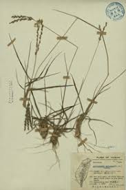 Image result for Alloteropsis semialata