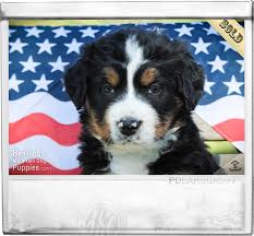 Help stop the spread of disease blue ribbon supply publishes new catalog blue ribbon supply launches savings at the 2019 pws fall laundry show. Blue Ribbon Male Bernese Mountain Dog Puppy For Sale Sweetwater Farms Bernese Mountain Dogs