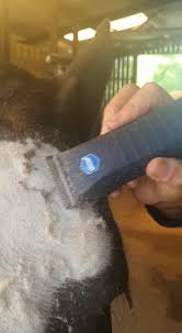 White Hair Can Grow Faster And Thicker Than Other Types Of Hair So We Often Find Ourselves Trimming Victoria S White Face More In 2020 White Face White Hair Trimmers