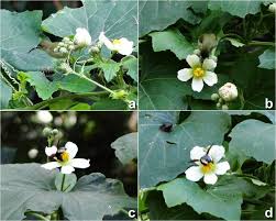 Image result for Lagenaria sphaerica