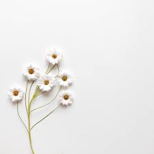 You can download them straight from this link. Free Download Arov Kd Phone Wallpaper Quotes Laptop Wallpaper Flower Words 2896x2896 For Your Desktop Mobile Tablet Explore 44 White Aesthetic Laptop Wallpapers White Aesthetic Laptop Wallpapers Aesthetic Laptop