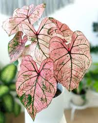 1 314 Curtidas 10 Comentarios Olivra Homedecor Olivra Houseplants No Instagram Incredible Bright Colored Caladium Strawb Hanging Plants Caladium Plants