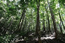 Explain how trees help maintain air quality. Advantages And Importance Of Reforestation Earth Eclipse