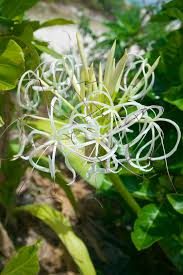 Image result for Crinum subcernuum
