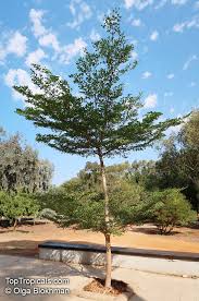 Image result for Terminalia mollis