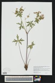 Image result for Geranium aculeolatum