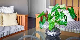 Ada beberapa jenis tanaman hias batang yang populer di indonesia, misalnya bambu kuning, bambu air, palem bambu, dan kaktus berduri. 5 Pilihan Tanaman Hias Yang Bisa Hidup Dengan Media Air Halaman All Kompas Com