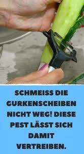 Ohne Chemie 10 Naturliche Mittel Gegen Ameisen In Der Wohnung Ameisen In Der Wohnung Mittel Gegen Ameisen Ameisen