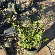 Image result for Portulacaria