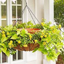 Diy Projects And Ideas Plants For Hanging Baskets Sweet Potato Vine Bird Bath