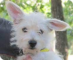 We have three males and one female left. Rochester Ny Westie West Highland White Terrier Meet Riley A Pet For Adoption