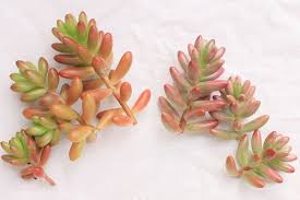オーロラ を葉挿しで育てたら 虹の玉 になった件 山梨で多肉植物を育てるblog