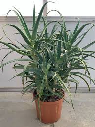 Image result for Aloe arborescens