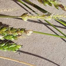Image result for Setaria parviflora