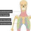 Intercostal muscles support respiratory function, while the upper abdominal muscles support your. 1