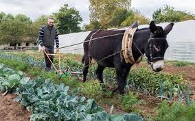 Leidende verdelers van huurauto's in villeneuve sur. Agriculture A L Ecole Des Anes Maraichers Dans Le Lot Et Garonne Le Parisien
