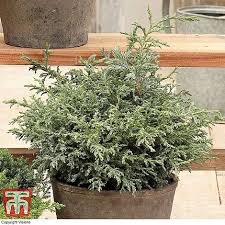 Dwarf sawara cypress varieties grow well in containers when planted in well. Chamaecyparis Pisifera Baby Blue Plants Thompson Morgan