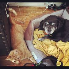 Take Your Hand If This Picture From My Dogwalker Is Also Making You Suspect That The Animals Are Already Plotting Mischief Amon Dog Walker Animals Buddy Movie