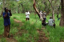 Image result for Oxyanthus zanguebaricus