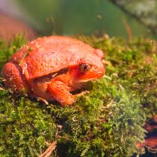 What do frogs and toads eat in the wild? A Guide To Caring For Tomato Frogs As Pets