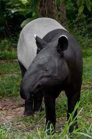 Malayan Tapir Tapirus Indicus Tapir Animals Beautiful Unique Animals