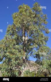 Image result for Eucalyptus sp.