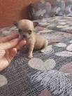 Chihuahua Puppies for Sale - PuppyFind