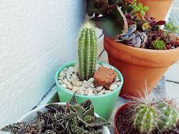 Some cactus have deep roots to get water. Are Cactus Plants Poisonous For Humans Pets Do Spines Have Poison