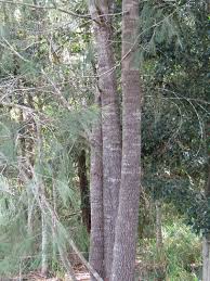 Image result for Casuarina littoralis