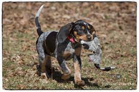 Pin On Blue Tick And Other Hounds