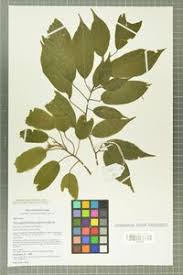 Image result for Nesogordonia