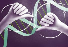 Leonora Martínez-Núñez, PhD