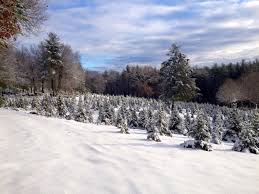 Retailmenot is your savings destination for best discounts, coupons, cash back offers for your favorite stores and brands. Sleighbell Tree Farm