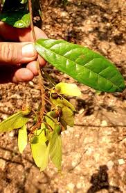 Image result for Acridocarpus chloropterus