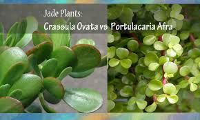 Image result for Portulacaria