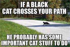 If A Black Cat Crosses Your Path He Probably Has Some Important Cat Stuff To Do Black Cat Funny Cats Cat Pics